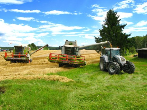 zwei grüne Mähdrescher und Traktor ernten ein Getreidefeld ab